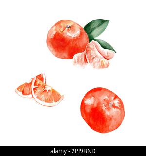 Illustration aquarelle des mandarines. Tranches et tranches d'agrumes sur fond blanc. Une alimentation saine. Fruits Banque D'Images