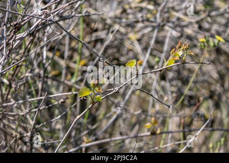 Jeunes feuilles et bourgeons de raisins sauvages en gros plan. Printemps. Israël Banque D'Images