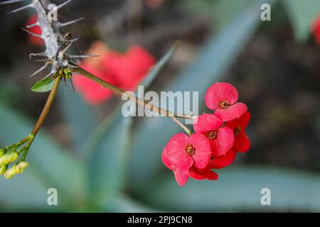 les fleurs d'euphorbia milii, la couronne d'épines ou d'épines du christ Banque D'Images