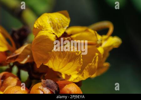 les fleurs de senna spectabilis Banque D'Images