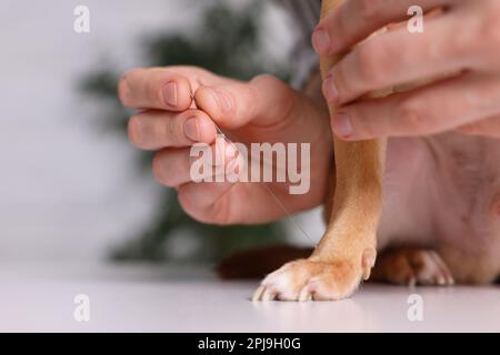 Vétérinaire tenant l'aiguille d'acupuncture près de la patte de chien à l'intérieur, gros plan. Traitement des animaux Banque D'Images