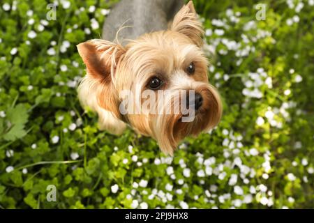 Charmant terrier du Yorkshire parmi les fleurs sauvages dans la prairie le jour du printemps Banque D'Images