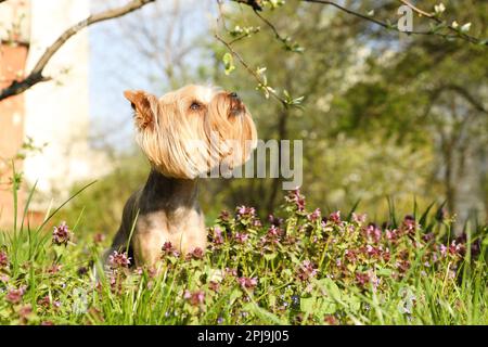 Charmant terrier du Yorkshire parmi de belles fleurs sauvages dans le parc le jour ensoleillé du printemps Banque D'Images