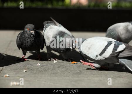 De belles colombes grises se nourrissant dans la rue de la ville, à proximité Banque D'Images