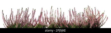 Chiné avec de belles fleurs sur fond blanc. Bannière Banque D'Images