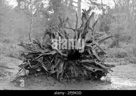 Racines d'arbre déchue en noir et blanc Banque D'Images