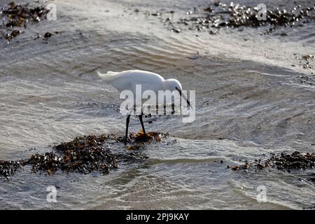 Petit Egret pataugeant dans la mer parmi les algues, face à droite Banque D'Images