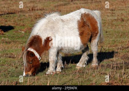 Miniature brun et blanc New Forest poney debout dans l'herbe mangeant, face à gauche Banque D'Images