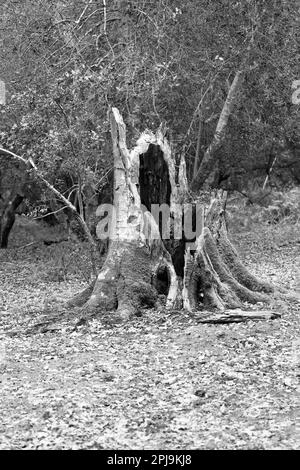 Souche d'arbre vide mort dans les bois près d'Acres Down, photo en noir et blanc Banque D'Images