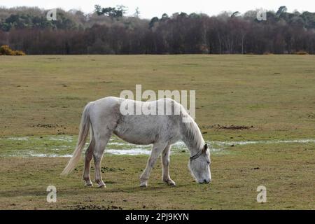White New Forest poney debout dans un champ herbeux mangeant, face à droite Banque D'Images