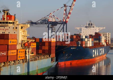 Livourne, Italie - 08 20 2023: Terminal à conteneurs avec conteneurs rangés de différents expéditeurs grues portiques et chariots à cheval à Livourne. À hori Banque D'Images