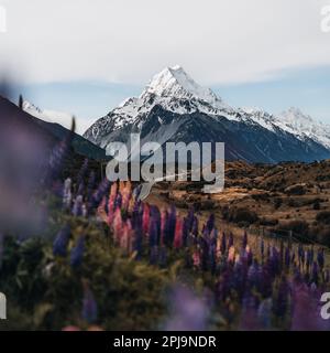 Lupins et Mount Cook, village de Mount Cook, parc national de Mount Cook, site classé au patrimoine mondial de l'UNESCO, région de Canterbury, Île du Sud, Nouvelle-Zélande, Pacifique Banque D'Images