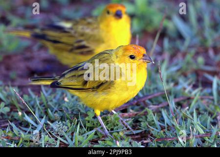 Mâle Saffron Finch (Sicalis flaveola) perché sur l'herbe. en arrière-plan un autre homme flou Banque D'Images