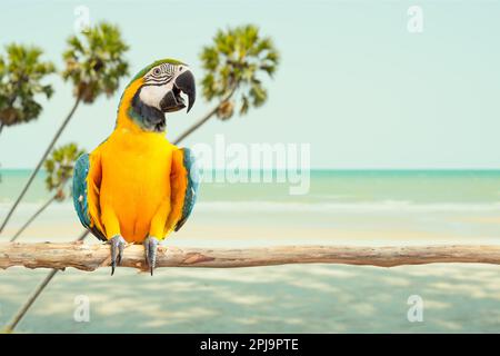 oiseau sourire, île, plage, jungle, perroquet, mer, été, paradis, océan, paysage marin, paysage, tourisme, extérieur, noix de coco, palmier, asiatique, plein air, ensoleillé, Banque D'Images