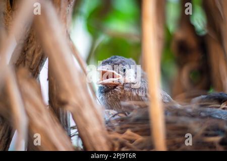 jeunes poussins se reposant au nid à partir d'un angle plat le jour Banque D'Images