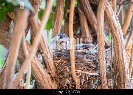 jeunes poussins se reposant au nid à partir d'un angle plat le jour Banque D'Images