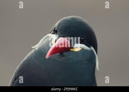 Inca Tern (Larosterna inca) oiseau de mer de la famille des Sternidae Banque D'Images