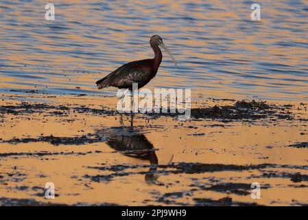 Ibis brillant oiseau (Plegadis falcinellus) Banque D'Images