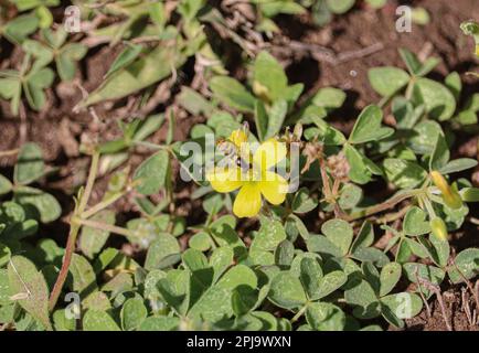 Sphaerophoria macrogaster sur une fleur jaune Banque D'Images