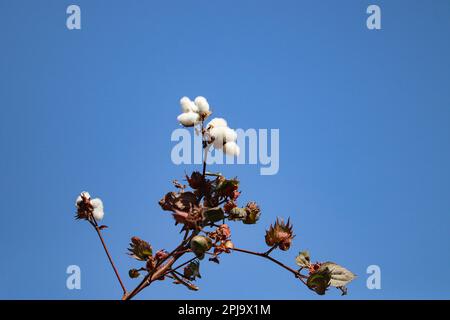 Plante de coton upland près d'Assouan, Egypte Banque D'Images