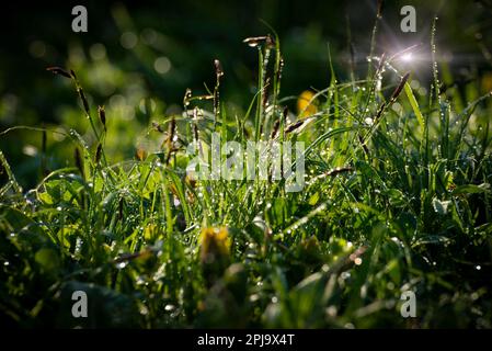 Tiges d'herbe vertes rétroéclairées avec gouttes de rosée de près Banque D'Images