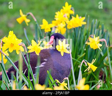 Glasgow, Écosse, Royaume-Uni 1stt avril 2023. Le grand coq de Pâques, le petit coq est énorme parmi les jonquilles naines le jour d'avril. Crédit Gerard Ferry/Alay Live News Banque D'Images