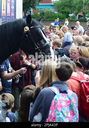 Les chevaux de wadworth shire rencontrent le public à l'extérieur de la brasserie/du centre d'accueil de Devozes avant de partir en vacances annuelles. Banque D'Images