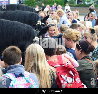 Les chevaux de wadworth shire rencontrent le public à l'extérieur de la brasserie/du centre d'accueil de Devozes avant de partir en vacances annuelles. Banque D'Images