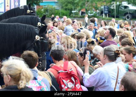 Les chevaux de wadworth shire rencontrent le public à l'extérieur de la brasserie/du centre d'accueil de Devozes avant de partir en vacances annuelles. Banque D'Images