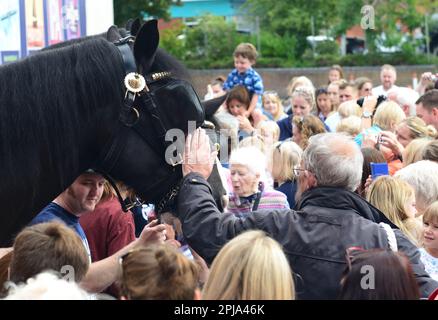 Les chevaux de wadworth shire rencontrent le public à l'extérieur de la brasserie/du centre d'accueil de Devozes avant de partir en vacances annuelles. Banque D'Images