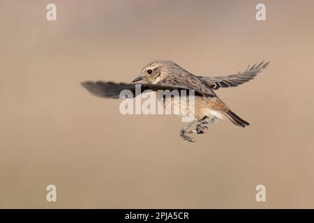 Vol acrobatique de la femelle européenne de la stonechat (Saxicola rubicola). Banque D'Images