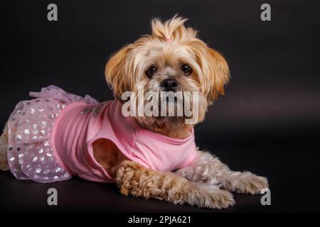 Lhassa Apso - chien étonnant en séance photo en studio Banque D'Images