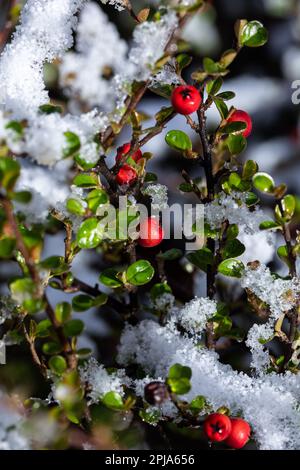 Baies rouges recouvertes de neige en hiver. La neige fondait au soleil du matin sur un Bush de pyracantha recouvert de baies rouges brillantes. Banque D'Images