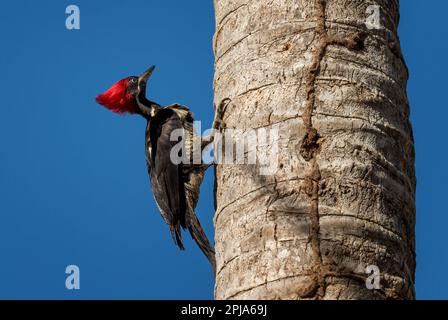 Pic ligné - Dryocopus lineatus, grand pic de couleur magnifique provenant des forêts et des terres boisées d'Amérique latine, Cambutal, Panama. Banque D'Images