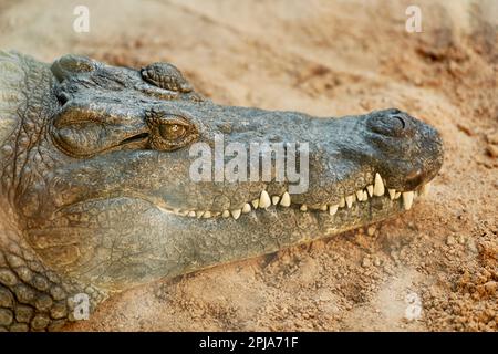 Un gros crocodile reposant sur le sol avec sa tête relevée, face vers l'avant Banque D'Images