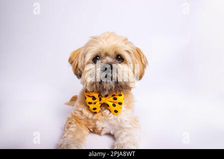 Lhassa Apso - chien étonnant en séance photo en studio Banque D'Images