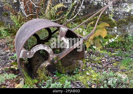 Vieux rouleau de jardin en fonte devenant couvert de mousse et de fougères comme il a négligé dans le coin des jardins perdus à Heligan près de Mevagissey à Cor Banque D'Images