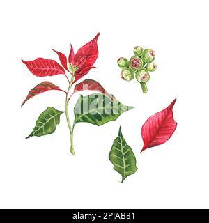 Ensemble de Poinsettia, une fleur de Noël sur fond blanc. Illustration aquarelle d'un poinsettias rouge. Euphorbia pulcherrima. Étoile de Noël. Étoile Banque D'Images