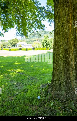 Balle de golf située dans l'herbe rugueuse à proximité d'un arbre sur le parcours de golf en Suisse. Banque D'Images