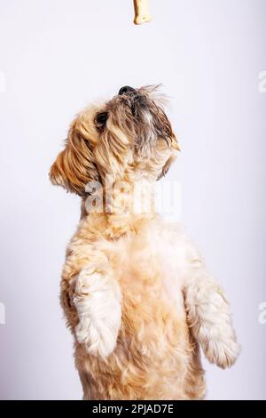 Lhassa Apso - chien étonnant en séance photo en studio Banque D'Images