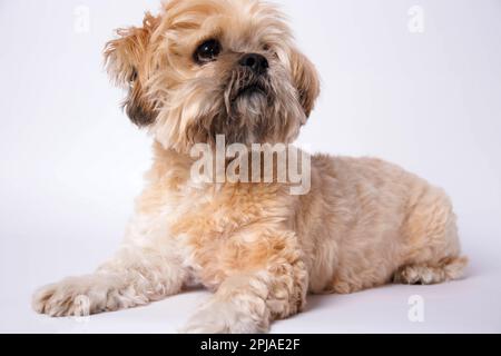 Lhassa Apso - chien étonnant en séance photo en studio Banque D'Images