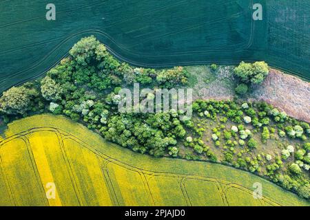 Un champ de blé vert et de canola à floraison jaune. Magnifique paysage de village d'été. Champs agricoles pour la culture de diverses cultures. Banque D'Images