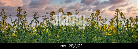 Canola, fleurs succulentes jaunes fraîches et tiges vertes. Champ agraire, avec des cultures d'huile semées, sur le fond du panorama du ciel en soirée. Banque D'Images