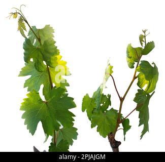 Jeunes plantules de vigne. Différentes variétés à haut rendement sur fond blanc. Banque D'Images