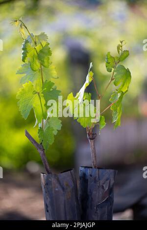 Jeunes plantules de raisin avec une motte terreuse sur le système racinaire. Matériel de plantation de haute qualité dans un récipient. Banque D'Images