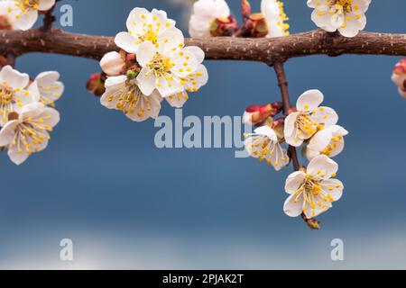 Célébrez l'arrivée du printemps avec cette image de fleurs d'abricot en pleine floraison. Leurs couleurs pastel et douces beauté inspireront et déligeront Banque D'Images