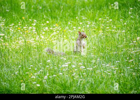 Un écureuil gris se dresse dans les pâquerettes printanières de Regents Park, Londres Banque D'Images