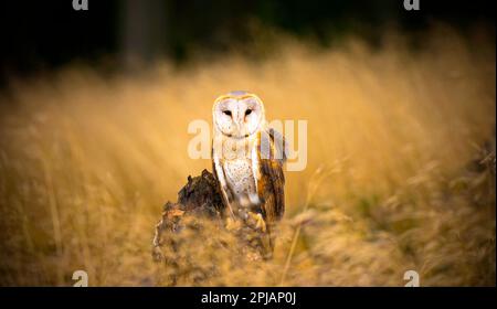 Un hibou de la grange et Tyto alba se trouve et cherche la nourriture, la meilleure photo. Banque D'Images