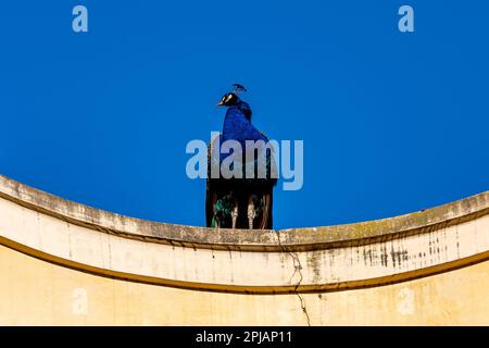 Vue sur un paon mâle perché sur un mur, avec un ciel bleu derrière Banque D'Images