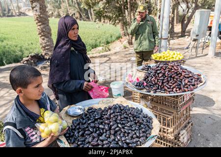 Une pile de dates fraîches est vendue par une famille locale à Gizeh en Égypte Banque D'Images